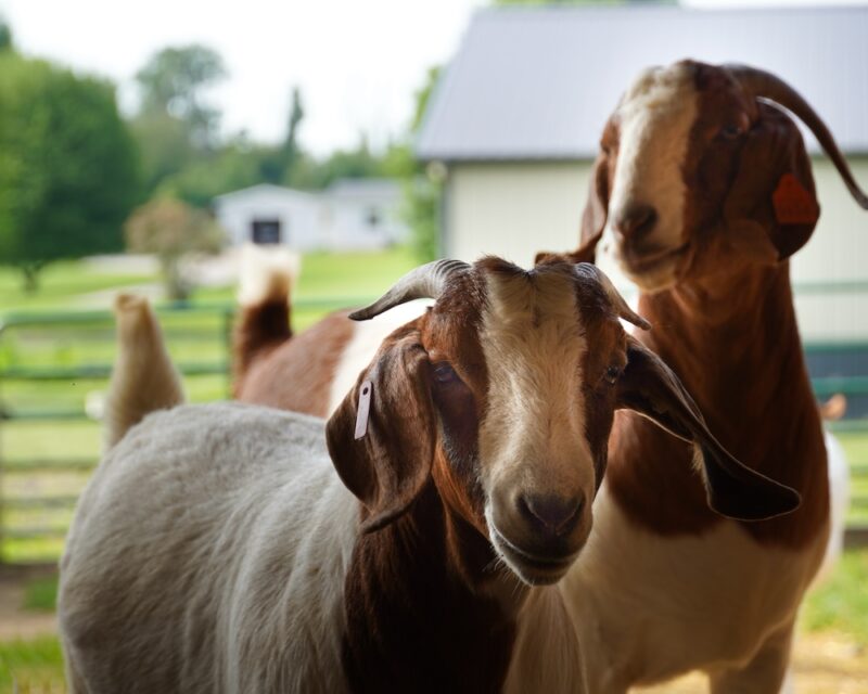 Year-Round Goat Care: How to Take Care of Goats - Ellinger Boer Goats